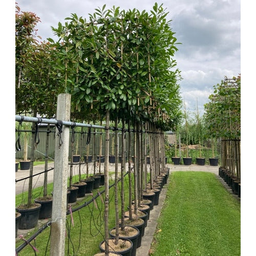 Lagerhägg - Prunus laurocerasus 'Novita' 12-14 HS, CONT